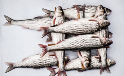 تصویر 4 از ماهی دریایی + قیمت خرید به صرفه